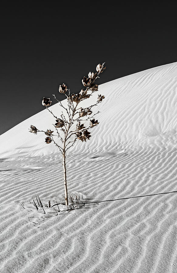 White Sand #4 1 of 2 Photograph by Lou Novick