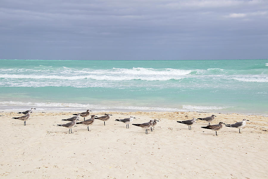 White Sand Beach and Gulls - Cuba Photograph by Peggy Collins