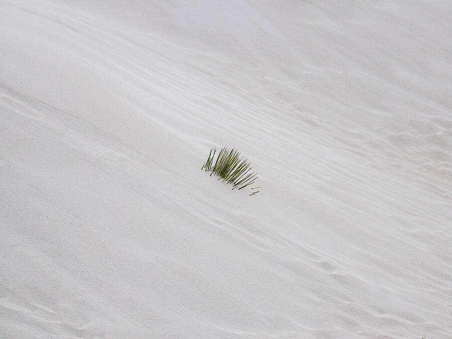 New Mexico Photograph - White Sand Yucca by Joe Schofield