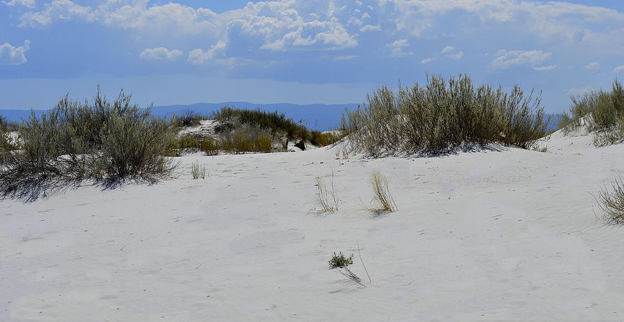 White Sands 1 Photograph by Nadalyn Larsen
