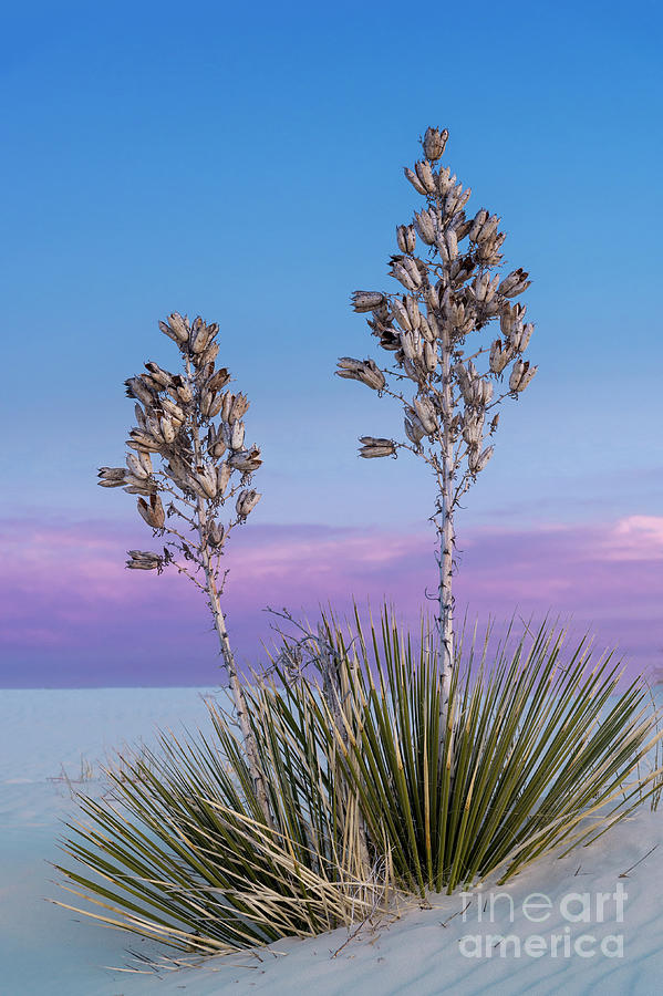 White Sands Beauty Photograph by Sandra Bronstein