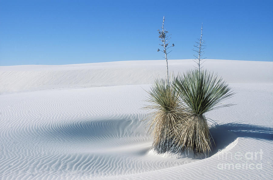 White Sands National Monument Photograph - White Sands Dune and Yuccas by Sandra Bronstein