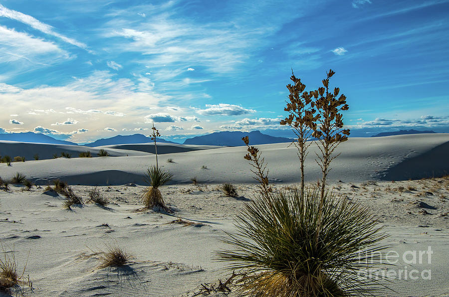 White Sands Foliage Photograph by Stephen Whalen
