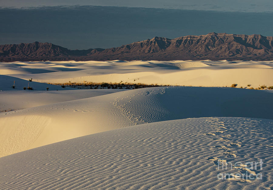 White Sands Footprints Sunrise Photograph by David Guenther - Fine Art ...