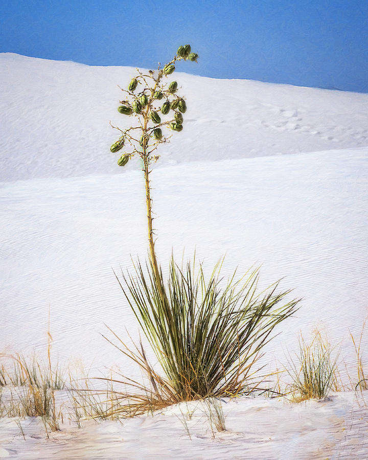 White Sands Icon Photograph