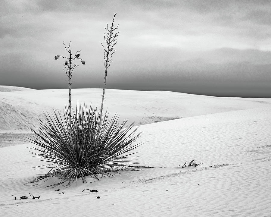 White Sands Photograph by Jim Gillen