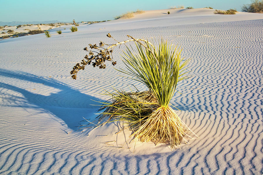 White Sands National Monument, New Mexico Photograph by Segura Shaw Photography