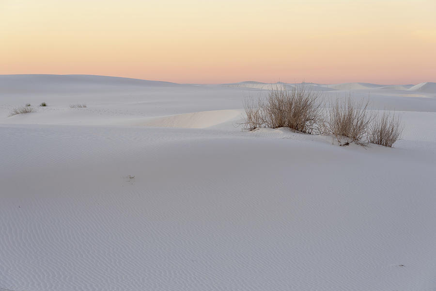 White Sands National Park Flora at Dusk Photograph by Tina Horne