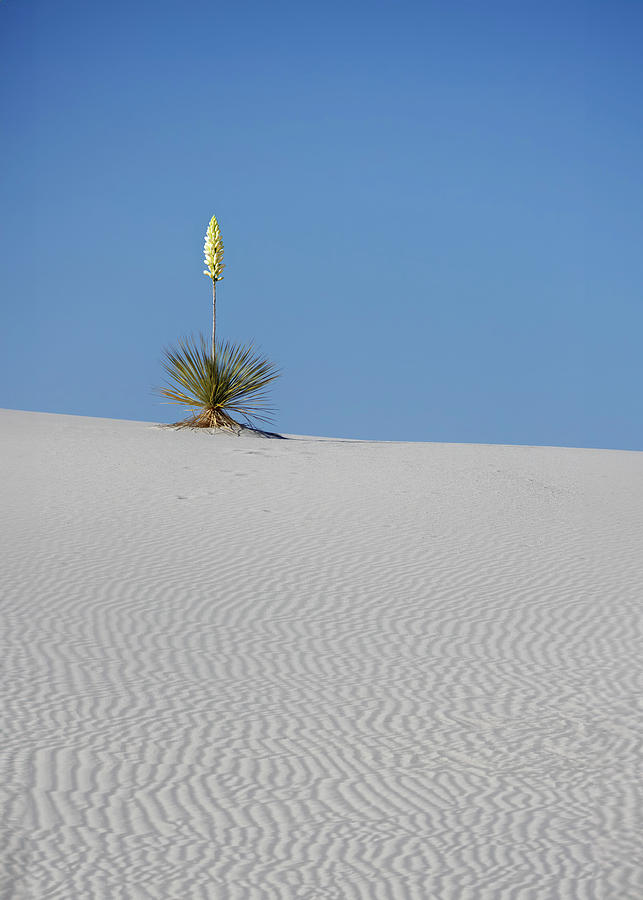White Sands National Park - Yucca Bloom Photograph by Patti Deters