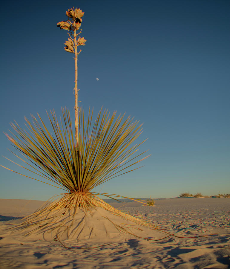 White Sands New Mexico Photograph by Brian Howerton
