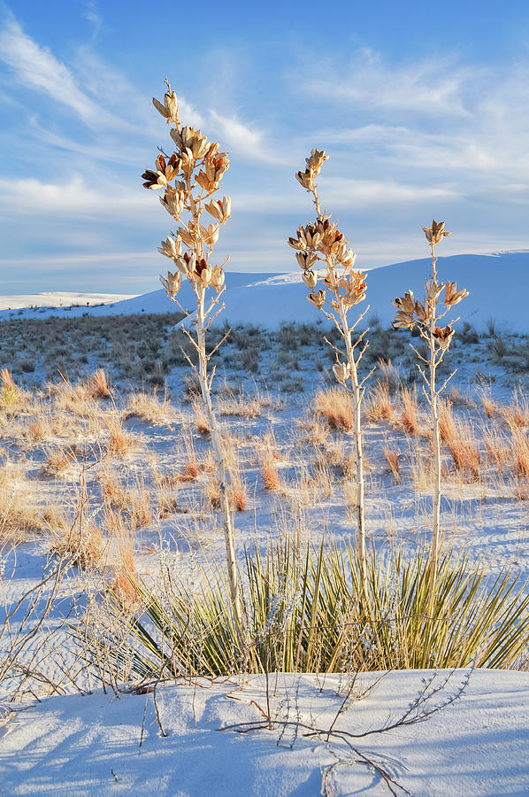 White Sands New Mexico Cactus Photograph by Kyle Hanson