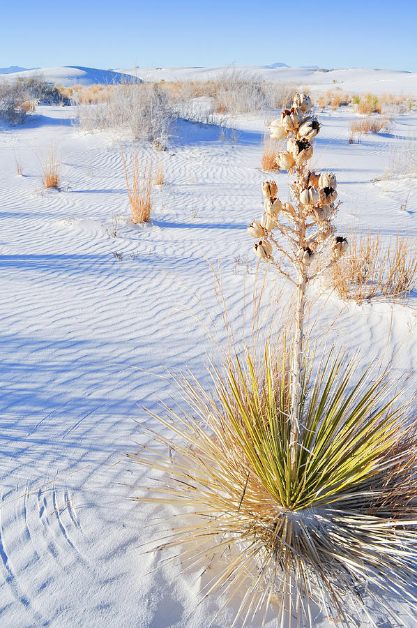 National Parks Photograph - White Sands New Mexico by Kyle Hanson
