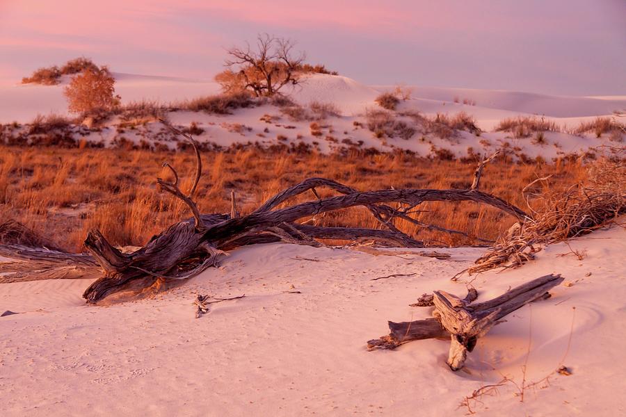 White Sands Remnants Photograph by Liza Eckardt