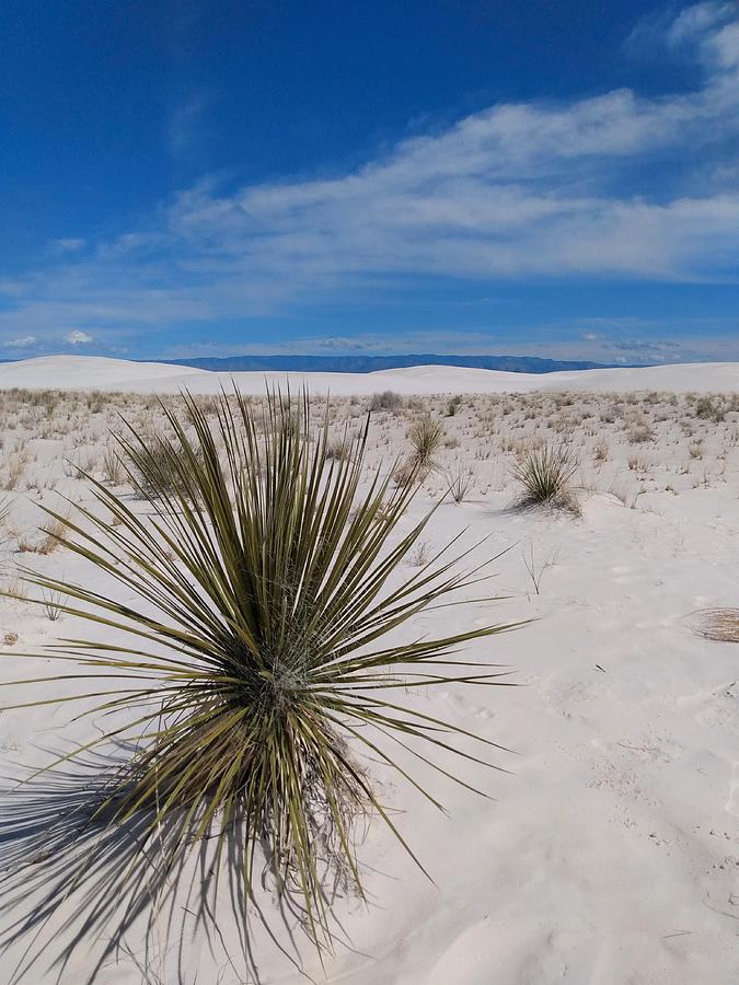 White Sands Photograph by Robert Plog - Fine Art America