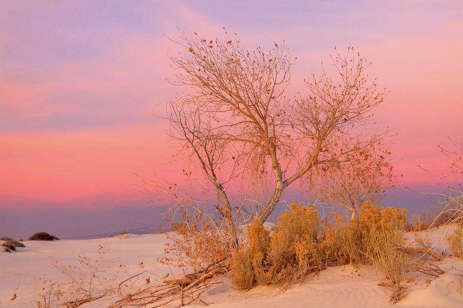 White Sands Sunset 1 Photograph by Liza Eckardt