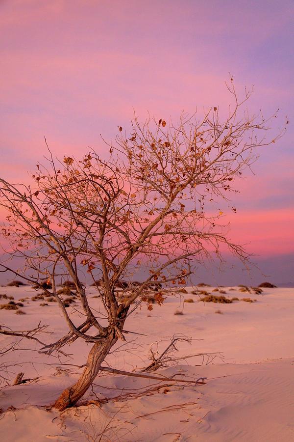 White Sands Sunset 2 Photograph by Liza Eckardt