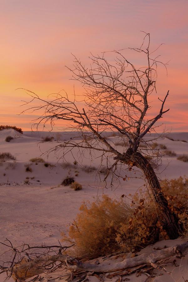 White Sands Sunset 3 Photograph by Liza Eckardt