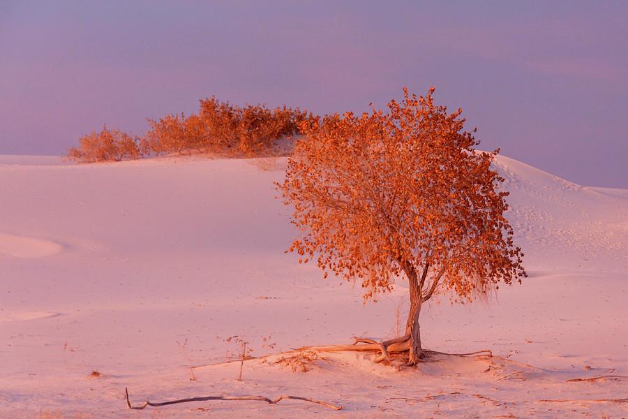 White Sands Sunset 4 Photograph by Liza Eckardt