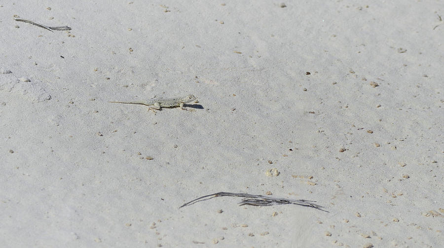 White Sands White Lizard Photograph by Nadalyn Larsen