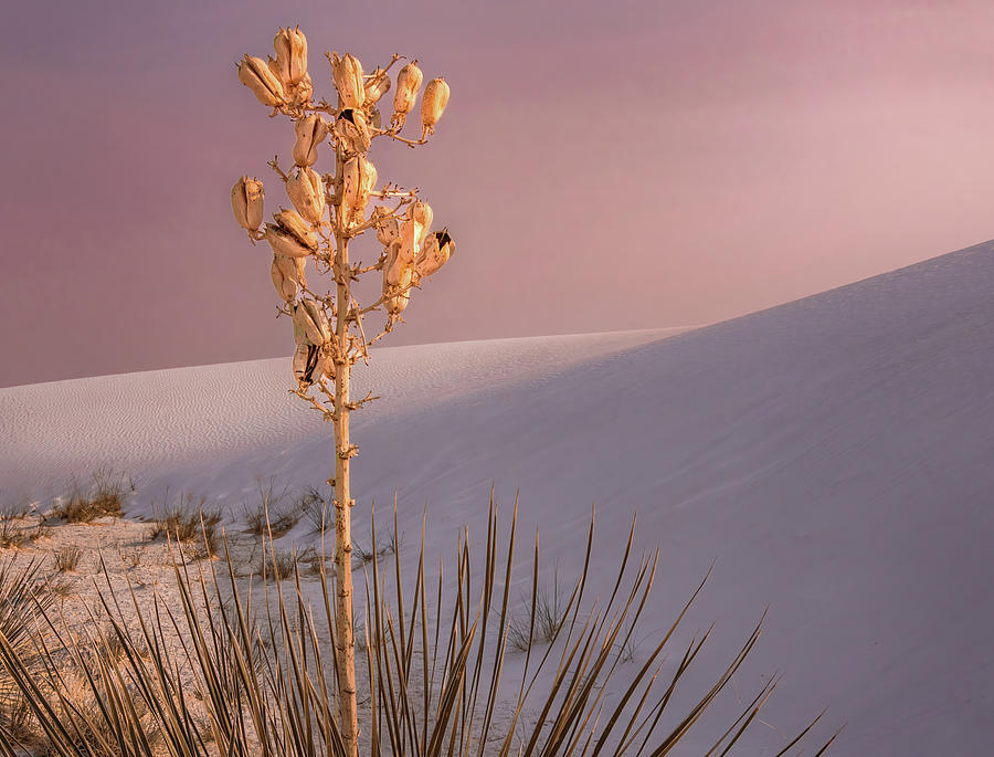 White Sands Yucca 2 Photograph by Rebecca Herranen