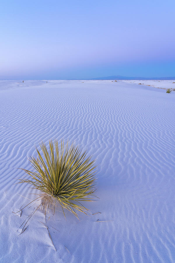 White Sands Yucca at Dusk Photograph by Tina Horne