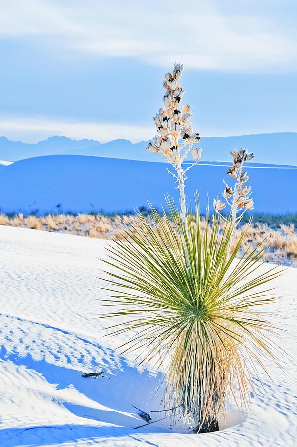White Sands Yucca Photograph by Kyle Hanson