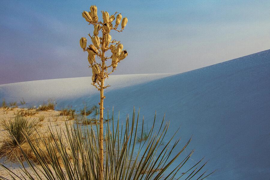 White Sands Yucca Photograph by Rebecca Herranen