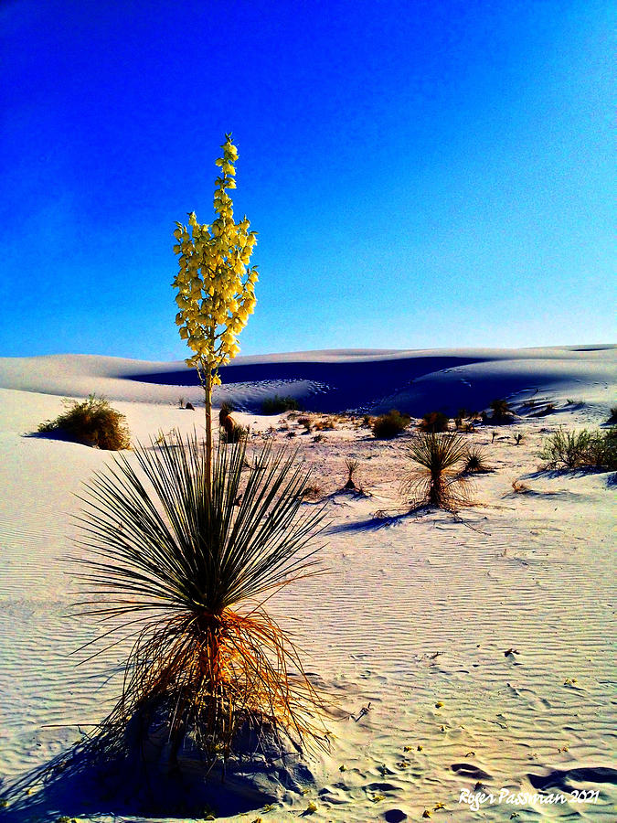 White Sands Yucca Photograph by Roger Passman | Pixels