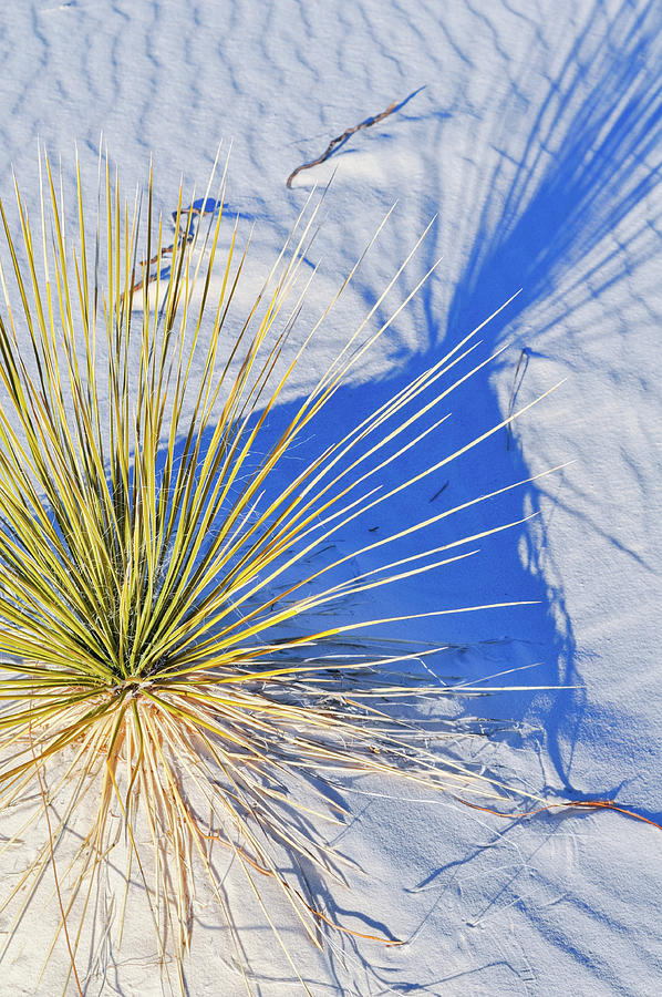 White Sands Yucca Shadow Photograph by Kyle Hanson