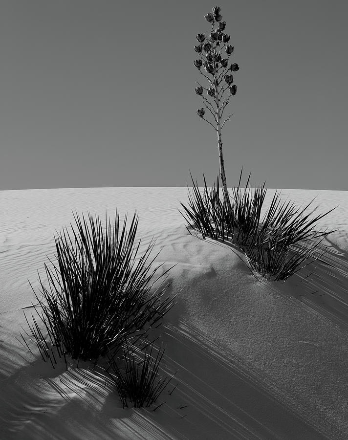 White Sands Yucca Photograph by Tom Daniel