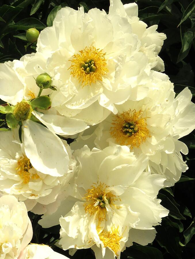 White Satin Peonies Photograph by Lori Frisch - Fine Art America