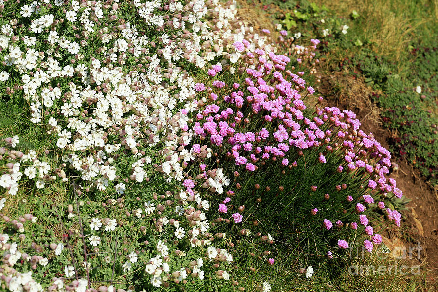 White Sea Campion and Pink Thrift Photograph by Terri Waters