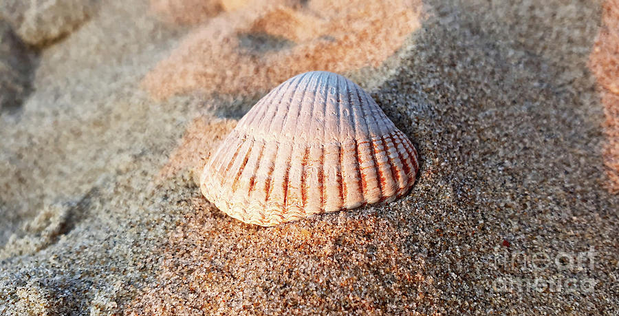 White seashell on the beach Photograph by Mendelex Photography