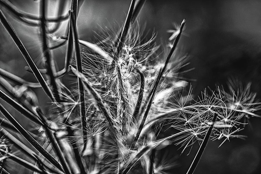 White seed BW  #m9 Photograph by Leif Sohlman