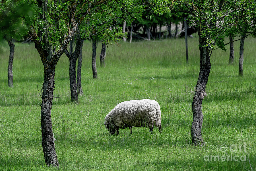 White Sheep Browses Between Trees In The Landscape Of Lake Neusiedl in Burgenland, Austria Photograph by Andreas Berthold