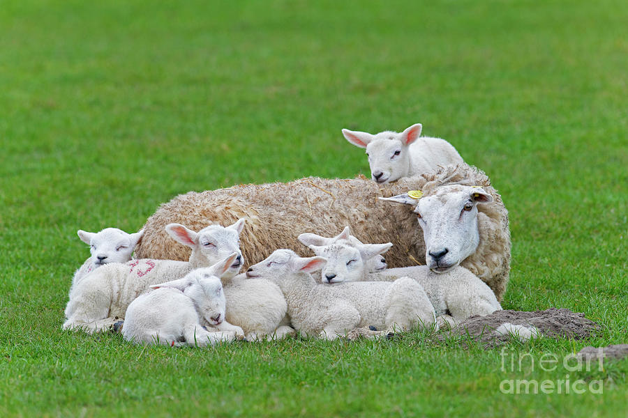 White Sheep with Sleeping Lambs Photograph by Arterra Picture Library