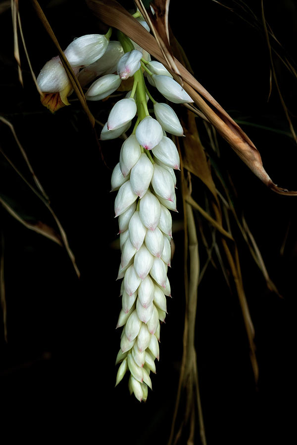 White Shell Ginger Flowers Photograph