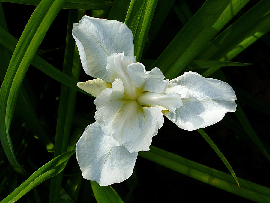 White Siberian Iris 010 Photograph by Mike McBrayer