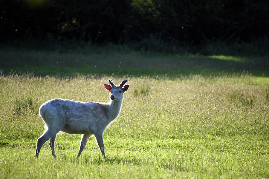 White sika deer stag Wareham Dorset Photograph by Loren Dowding