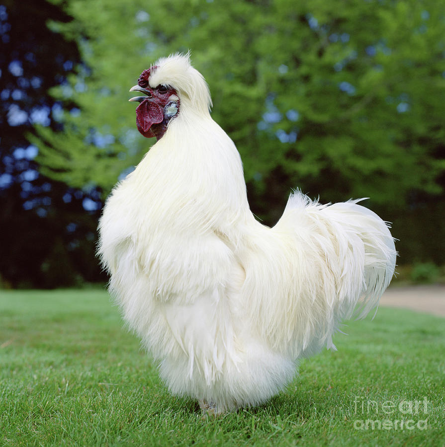 White Silkie Cockerel crowing Photograph by Warren Photographic