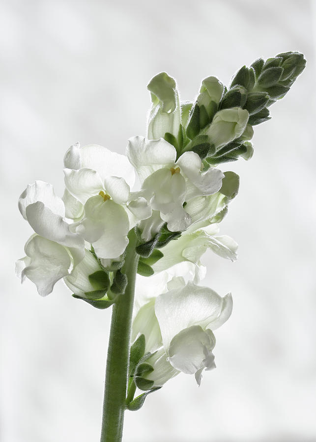 White snapdragon Photograph by Shirley Mitchell