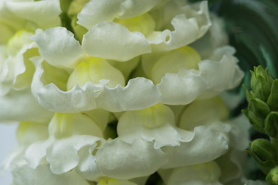 White Snapdragons Photograph by Robert Potts