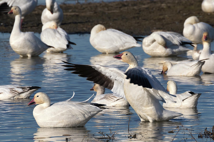 White Snow Goose with Outstretched Wings  Photograph by Kathleen Bishop