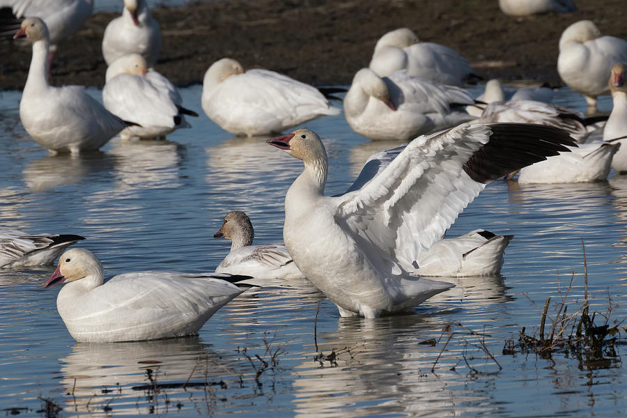 White Snow Goose with Wings Stretched  Photograph by Kathleen Bishop