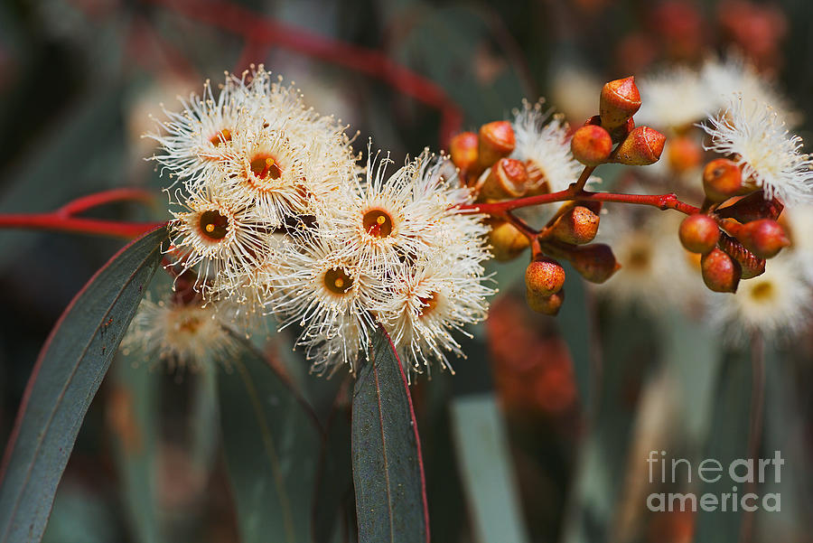 White Snowflake Eucalyptus Flowers Photograph by Joy Watson