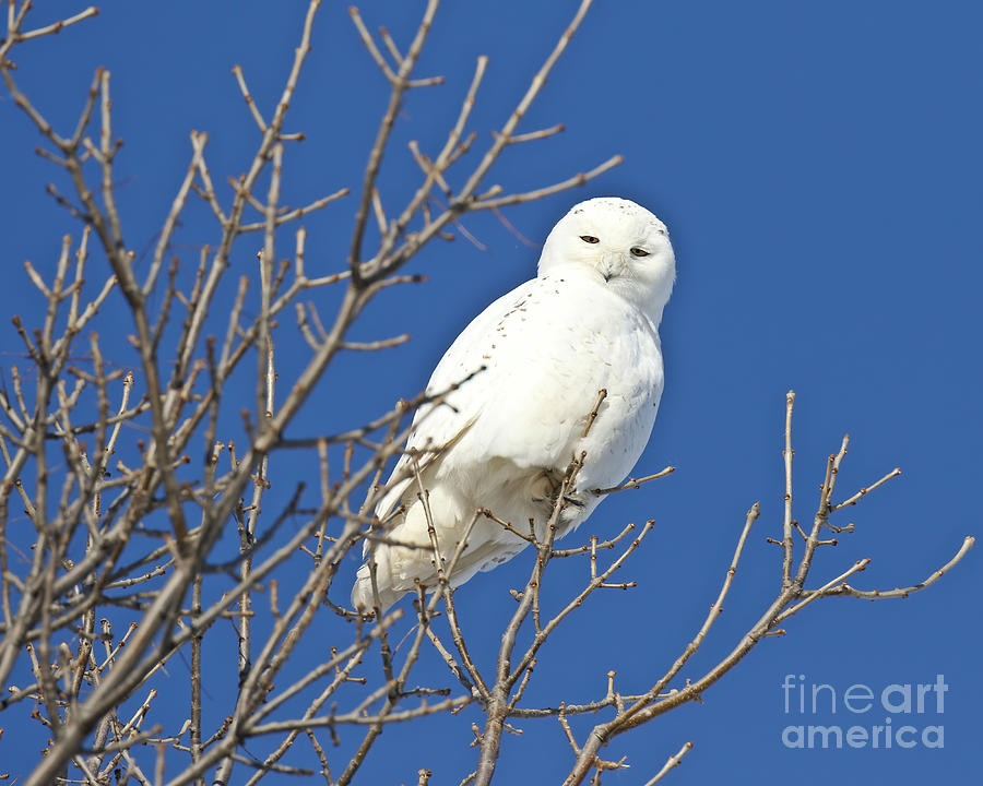 White Snowy Owl Blue Sky Photograph