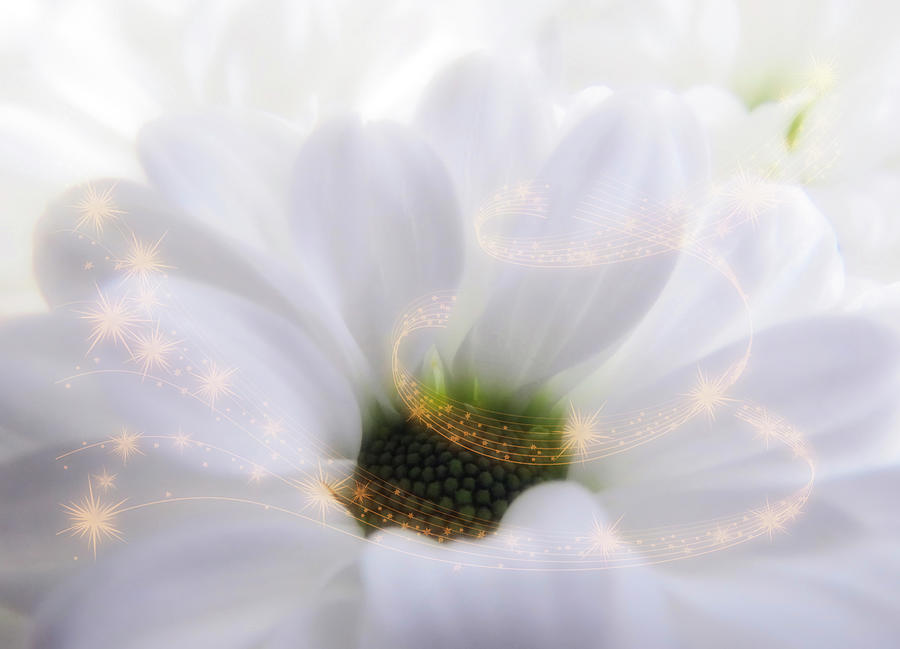 White Soft Beauty With A Magical Golden Swirl Photograph by Johanna Hurmerinta
