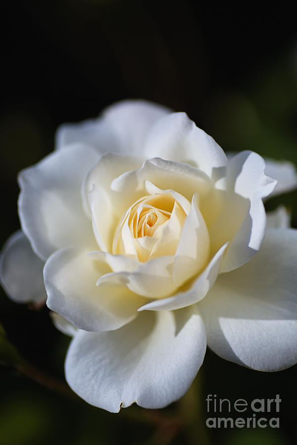 White Soft Rose Photograph by Joy Watson