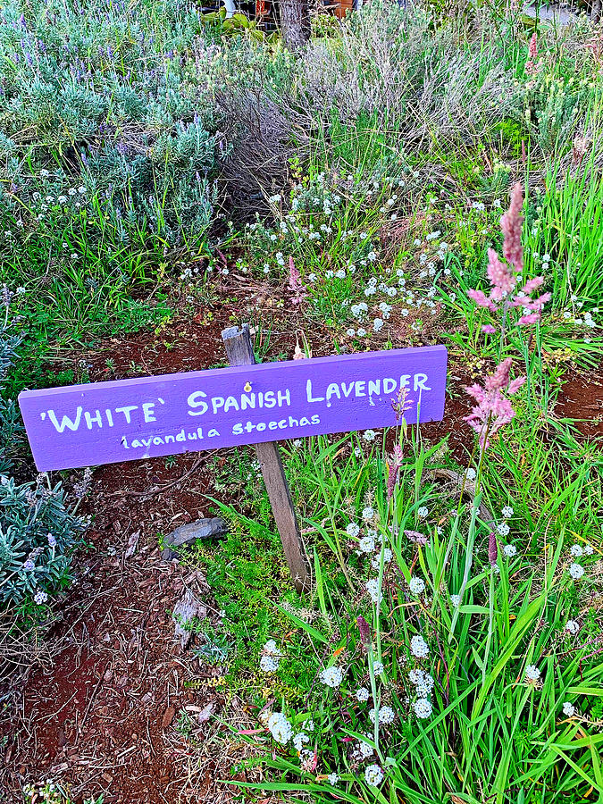 White Spanish Lavender Photograph by Robert Meyers-Lussier