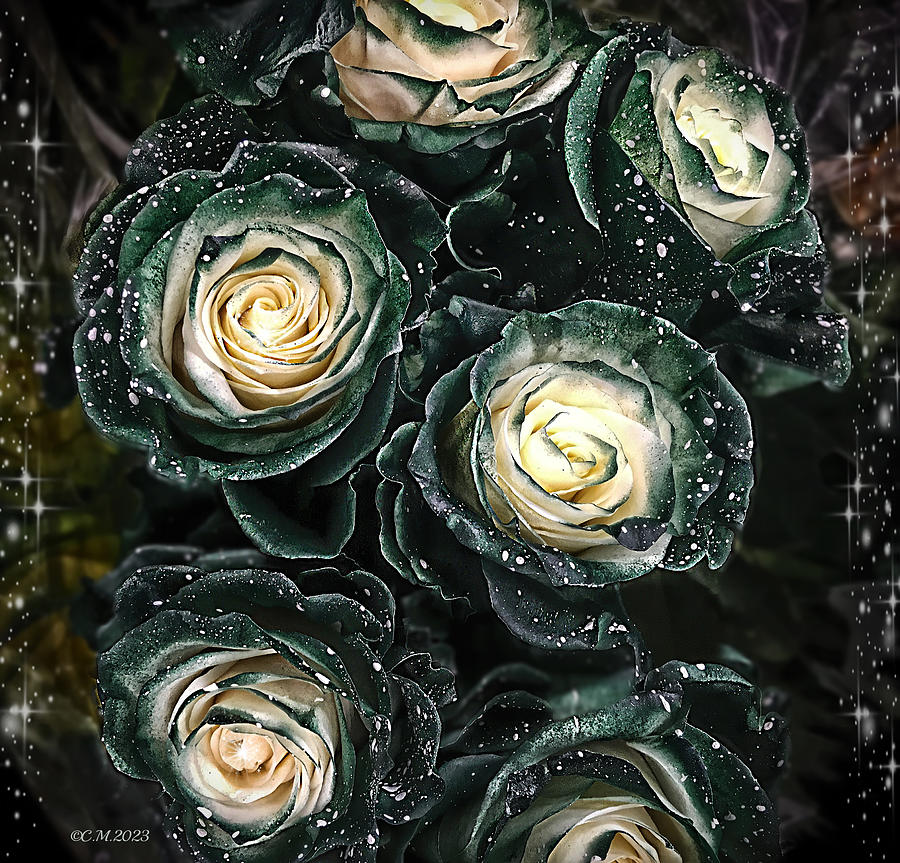 White Speckled Two Toned Roses Photograph by Catherine Melvin